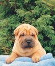 Sharpei puppy Royalty Free Stock Photo