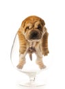 Sharpei puppy Royalty Free Stock Photo