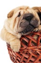 Sharpei puppy in basket Royalty Free Stock Photo