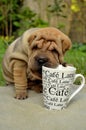 Sharpei puppy with coffee cup Royalty Free Stock Photo