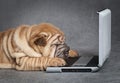 Sharpei puppy dog with DVD player Royalty Free Stock Photo