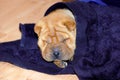 Sharpei Puppy Dog Sleeping