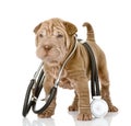 Sharpei puppy dog with a stethoscope on his neck. Royalty Free Stock Photo