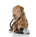 Sharpei puppy dog with a stethoscope on his neck. Royalty Free Stock Photo