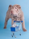 Sharpei puppy with empty shopping cart Royalty Free Stock Photo