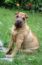 Sharpei puppy in the grass Royalty Free Stock Photo