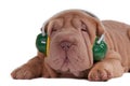 Sharpei puppy listening to music with headphones