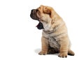 Sharpei puppy with open jaws Royalty Free Stock Photo
