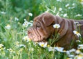 Sharpei puppy standing in the grass. Royalty Free Stock Photo