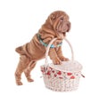 Sharpei puppy standing on picnic basket Royalty Free Stock Photo