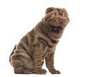 Sharpei yawning