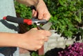 Sharpen Pruning Shears For The Perfect Cut. Cleaning and Sharpen Royalty Free Stock Photo