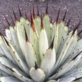 Sharpened dark red thorns of an agave closeup