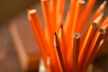 Sharpened Yellow Pencils Close Up Royalty Free Stock Photo