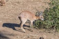 Sharpes grysbok browsing on leaves