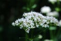 Sharpleaf valerian in the forest Royalty Free Stock Photo
