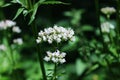 Sharpleaf valerian in the forest Royalty Free Stock Photo