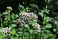 Sharpleaf valerian in the forest Royalty Free Stock Photo