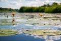 Sharpness in the foreground. A dragonfly sits on a green leaf. Yellow water lilies in the river and blue sky in a blur Royalty Free Stock Photo