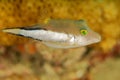 Sharpnose Puffer Royalty Free Stock Photo