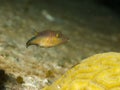 Sharpnose Puffer 04 Royalty Free Stock Photo
