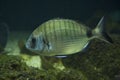 The Sharpsnout seabream Diplodus puntazzo. Royalty Free Stock Photo