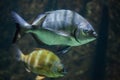 Sharpsnout seabream (Diplodus puntazzo).