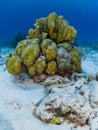 Sharptail Eel on fringing coral reef in Bonaire, Caribbean Netherlands. Diving holiday Royalty Free Stock Photo