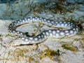 Sharptail Eel Royalty Free Stock Photo