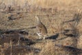 Sharptail grouse Royalty Free Stock Photo