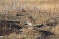 Sharptail grouse Royalty Free Stock Photo