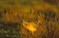 Sharptail grouse on Lek Royalty Free Stock Photo