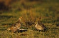 Sharptail Grouse on Lek Royalty Free Stock Photo