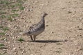 Sharptail grouse on lek Royalty Free Stock Photo