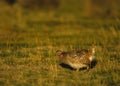 Sharptail Grouse on Lek Royalty Free Stock Photo