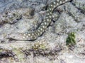 Sharptail snake-eel Royalty Free Stock Photo