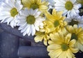 Yellow and White Shasta Daisies Closeup Detail on Old Rocking Chair Royalty Free Stock Photo