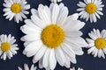 Shasta Daisies