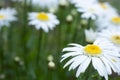 Shasta Daisies all pretty and white, outside in garden with green copy space for your text or design element.  Horizontal with foc Royalty Free Stock Photo