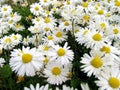 Shasta Daisies Blooming