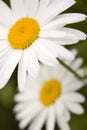 Shasta Daisies Closeup Royalty Free Stock Photo