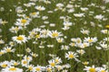 Shasta Daisies Royalty Free Stock Photo