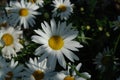 Shasta daisies Leucanthemum superbum in the garden on a sunny summer morning, top view, close-up