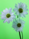 Shasta Daisies Royalty Free Stock Photo