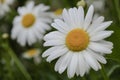 Shasta Daisies Royalty Free Stock Photo