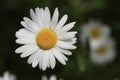 Shasta Daisies Royalty Free Stock Photo