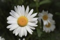 Shasta Daisies Royalty Free Stock Photo