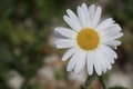 Shasta Daisies Royalty Free Stock Photo