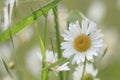 Shasta Daisies Royalty Free Stock Photo