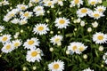 Shasta Daisies  808604 Royalty Free Stock Photo